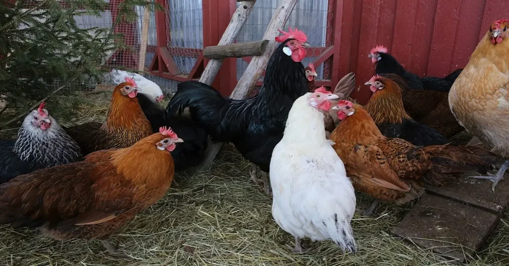 How to care for chickens - Picture of a few hens